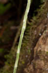 Downy rattlesnake plantain